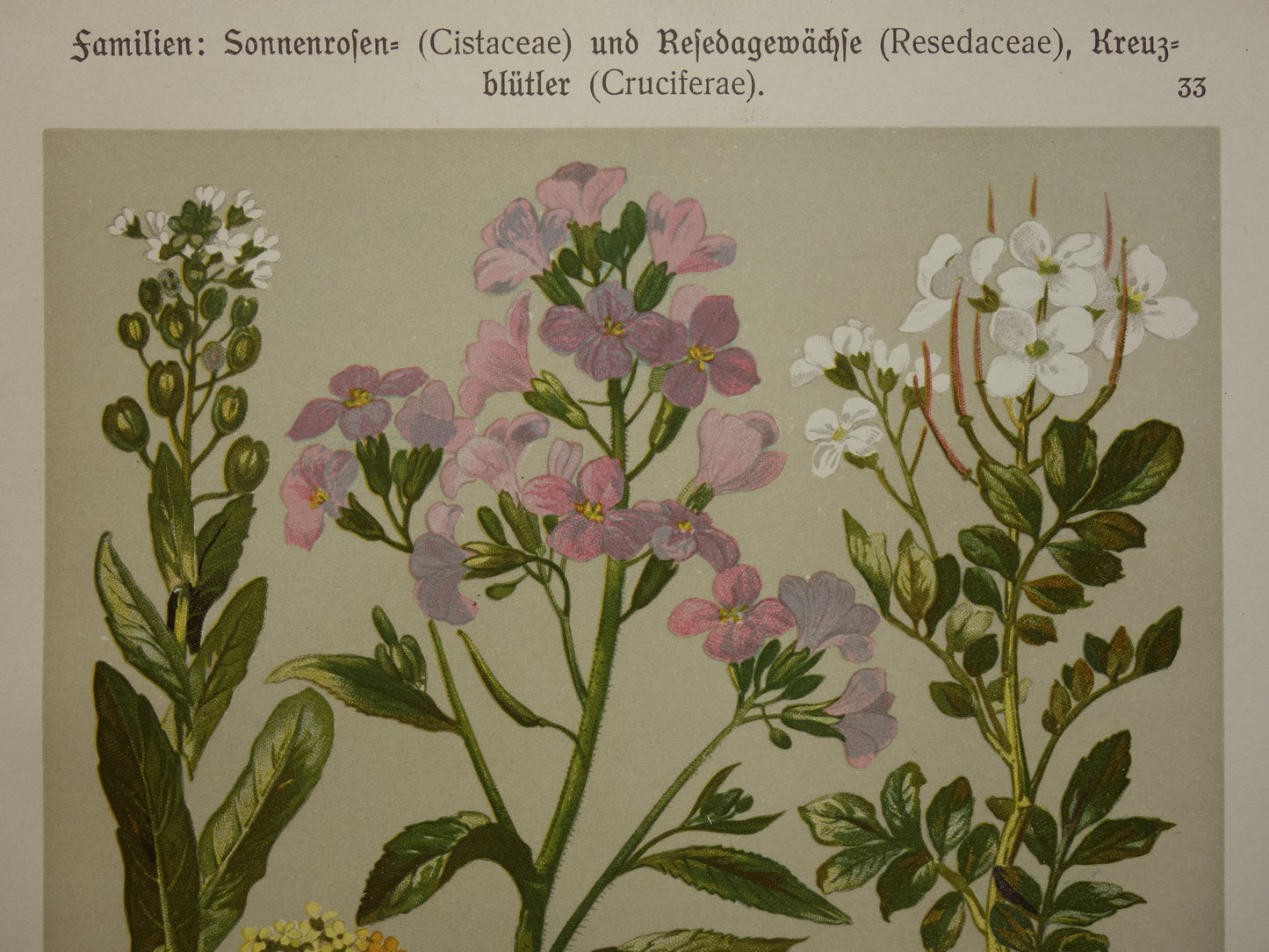 Antieke botanische prent Geel zonneroosje Gewone steenraket originele oude illustratie Damastbloem Bloemen botanie prenten