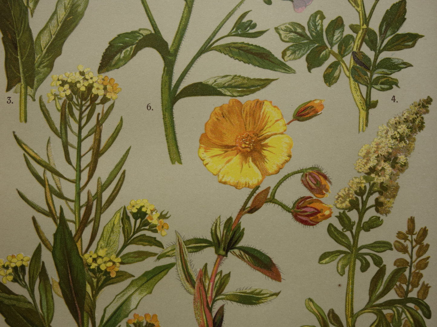 Antieke botanische prent Geel zonneroosje Gewone steenraket originele oude illustratie Damastbloem Bloemen botanie prenten