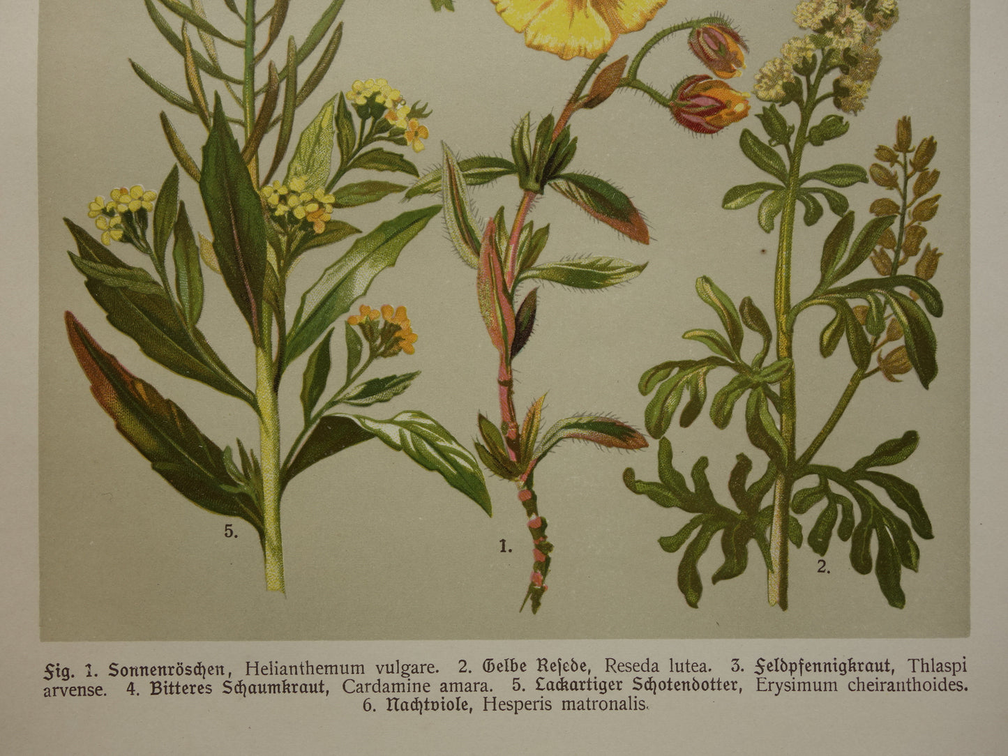 Antieke botanische prent Geel zonneroosje Gewone steenraket originele oude illustratie Damastbloem Bloemen botanie prenten