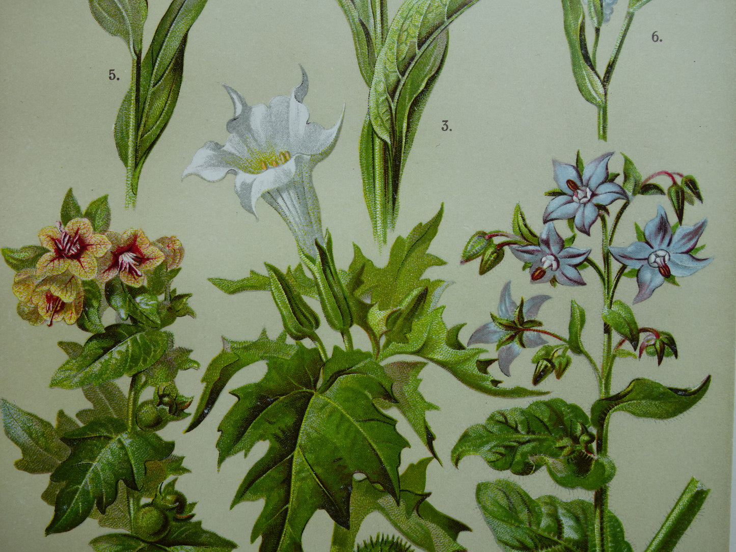 Oude botanische prenten set van drie 1911 originele antieke illustratie bloemen planten