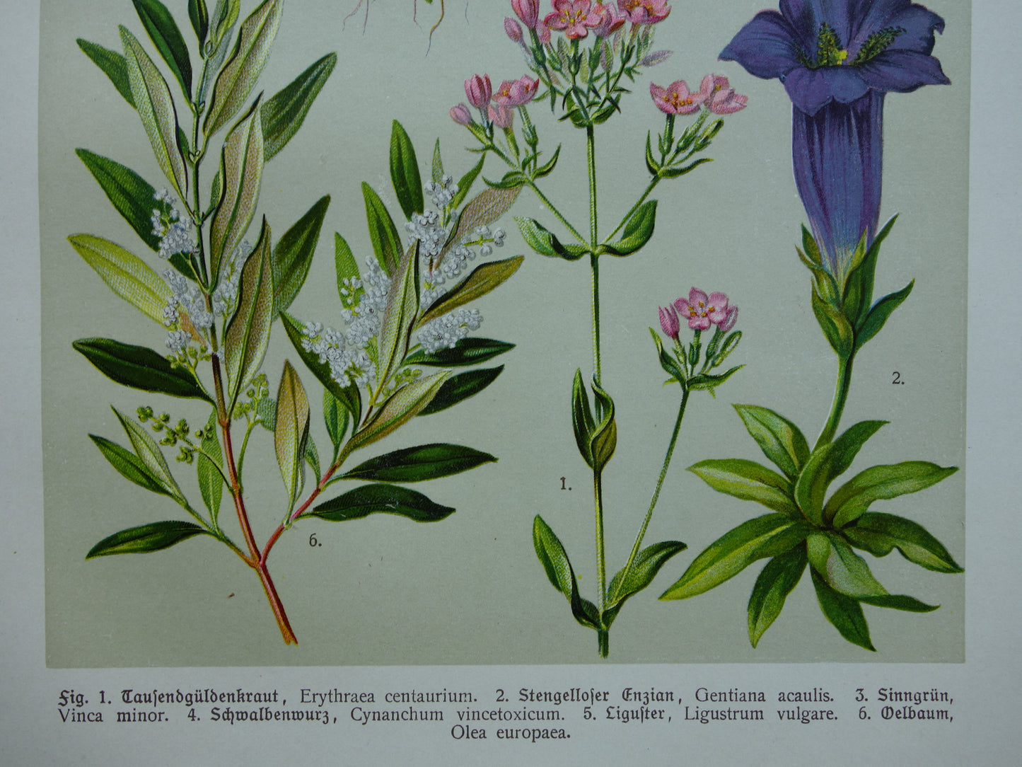 Oude botanische prenten set van drie 1911 originele antieke illustratie bloemen planten