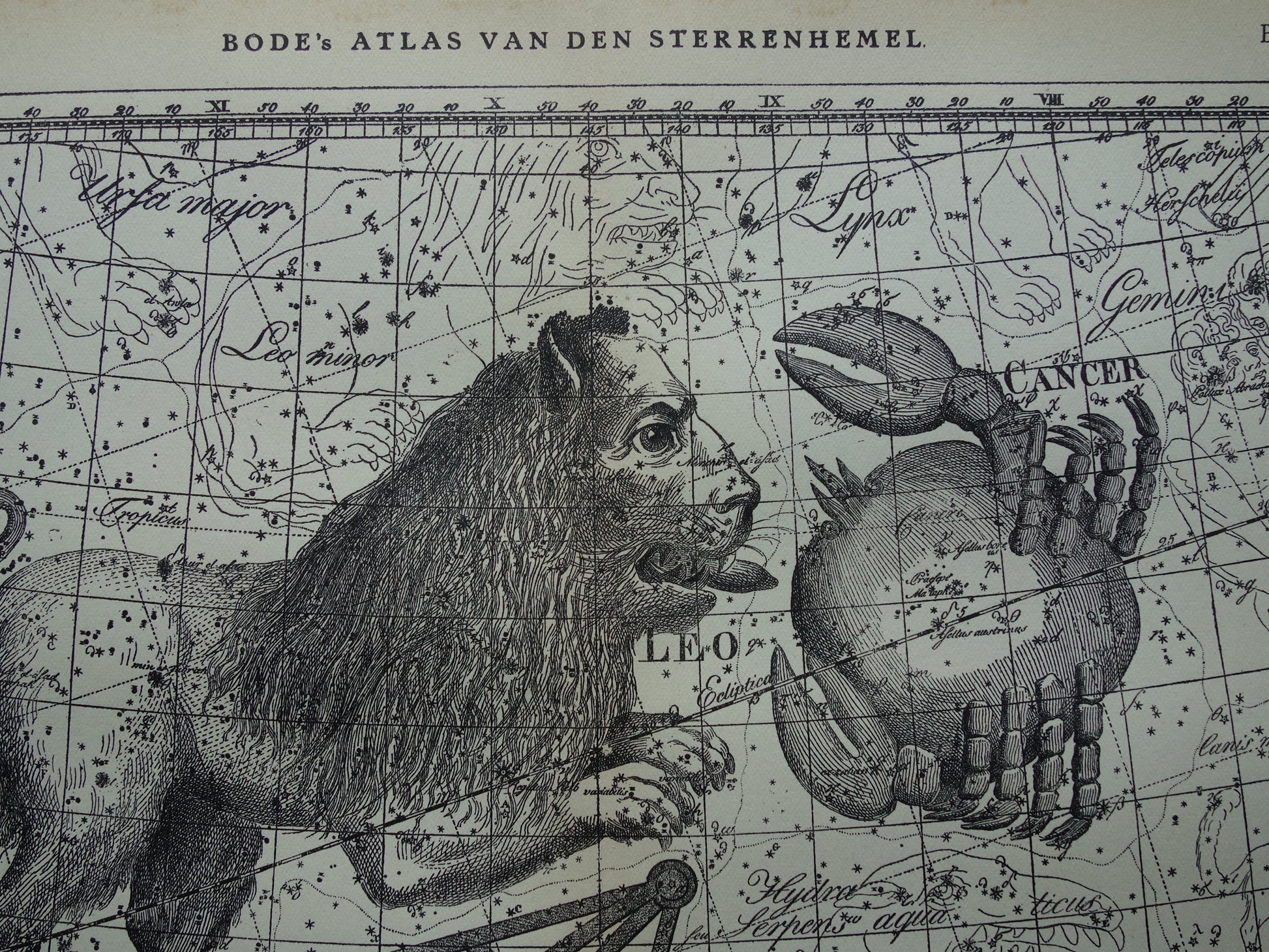 sterrenbeeld leeuw schorpioen cadeau vintage
