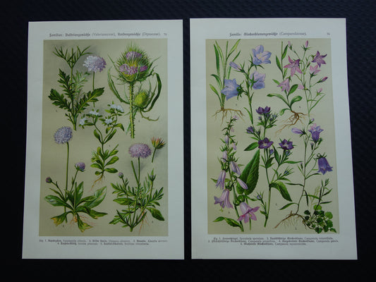 Oude botanische prenten set van twee 1911 originele antieke illustratie bloemen planten Paars