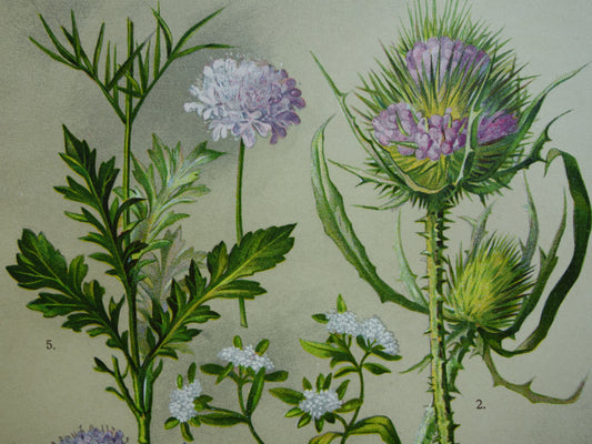 Oude botanische prenten set van twee 1911 originele antieke illustratie bloemen planten Paars