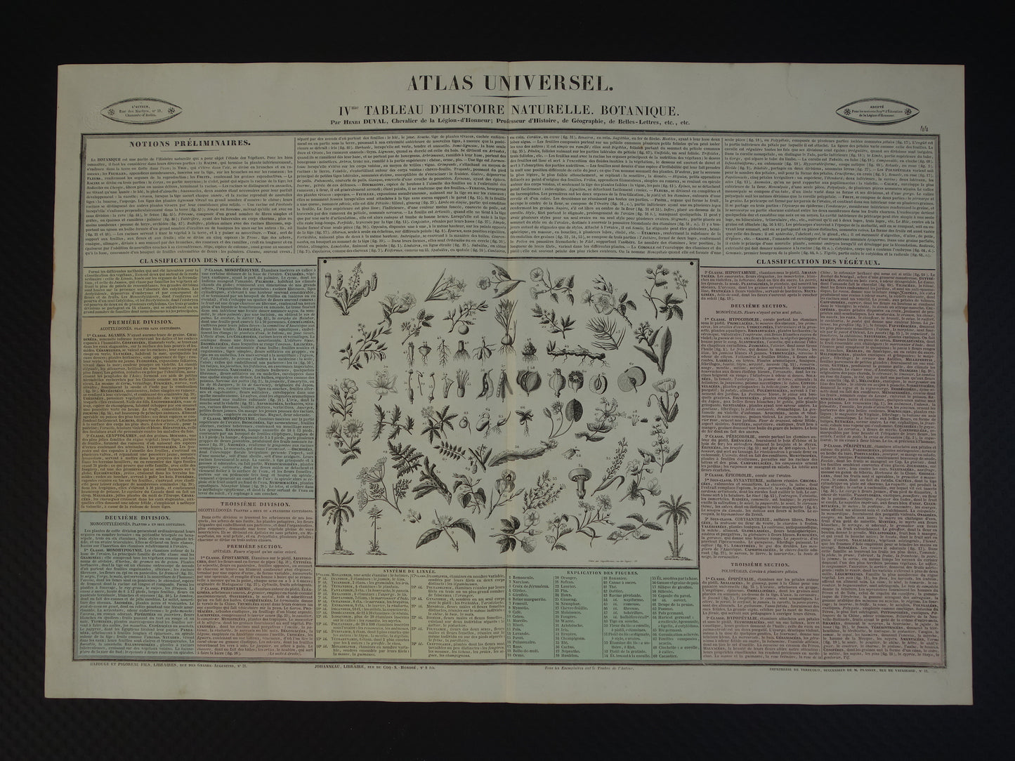 Oude botanische prent planten bloemen bomen Antieke illustratie Vintage print