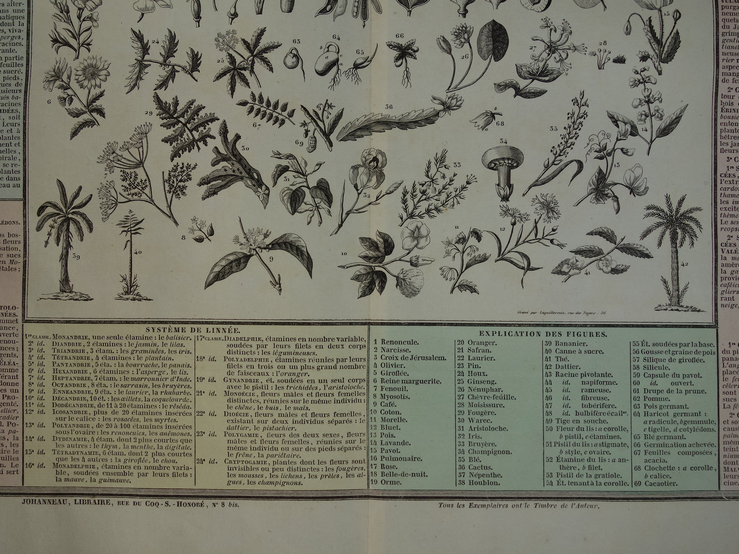 Oude botanische prent planten bloemen bomen Antieke illustratie Vintage print