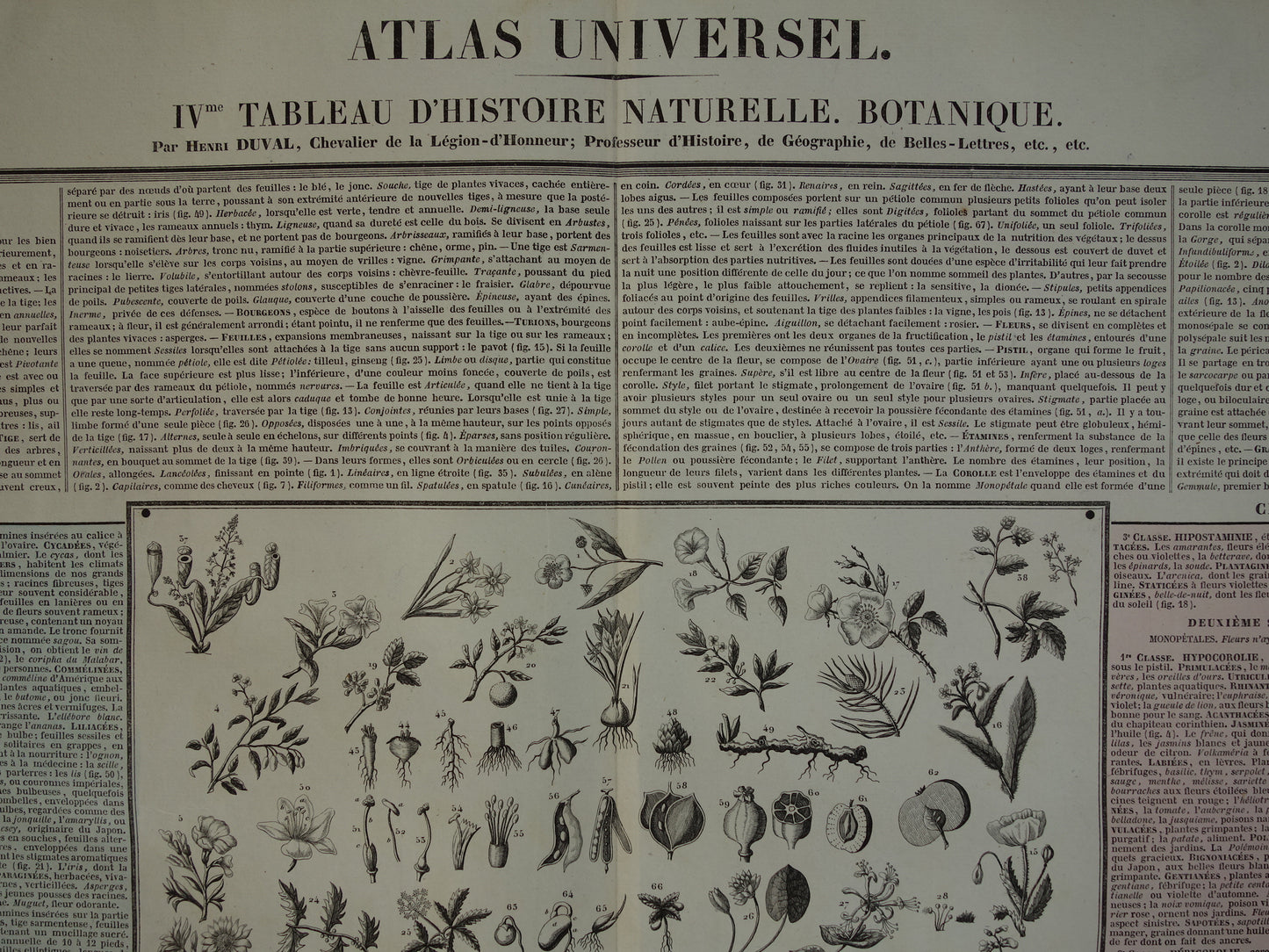 44 IVme Tableau d'histoire naturelle. Botanique. Henri Duval 1837