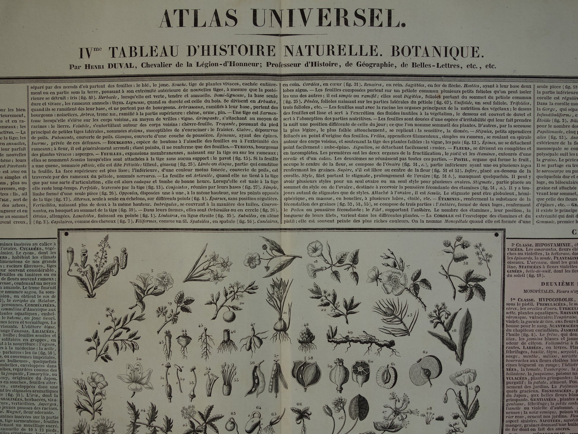 44 IVme Tableau d'histoire naturelle. Botanique. Henri Duval 1837