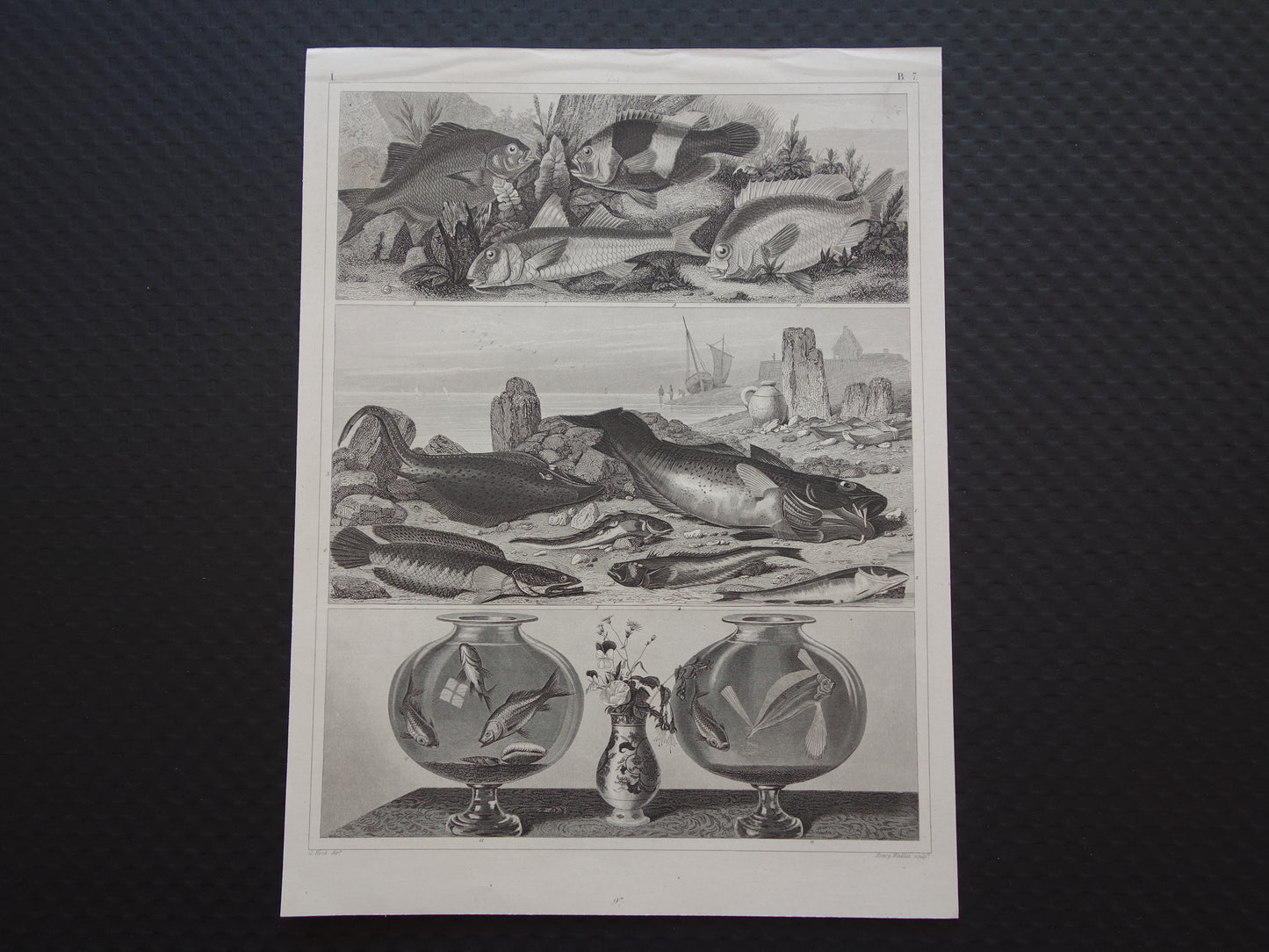 VISSEN Set van 2 originele antieke gravures 1849 Prenten Vis Vissoorten Oude Prints