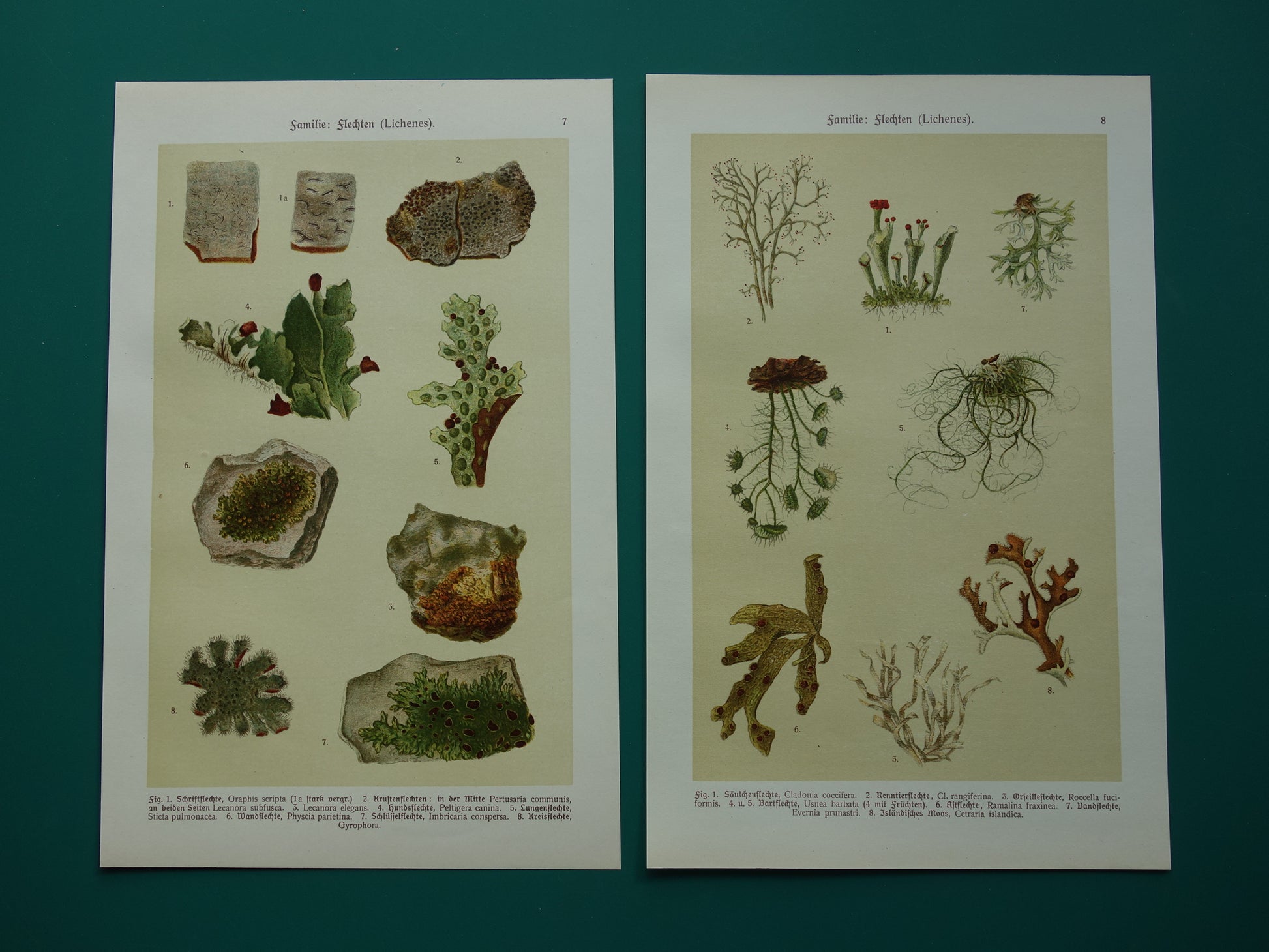 Oude botanische prenten van korstmossen 1911 originele antieke korstmos illustratie vintage Duitse botanie prenten set van 2