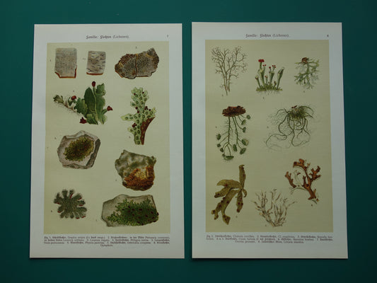 Oude botanische prenten van korstmossen 1911 originele antieke korstmos illustratie vintage Duitse botanie prenten set van 2