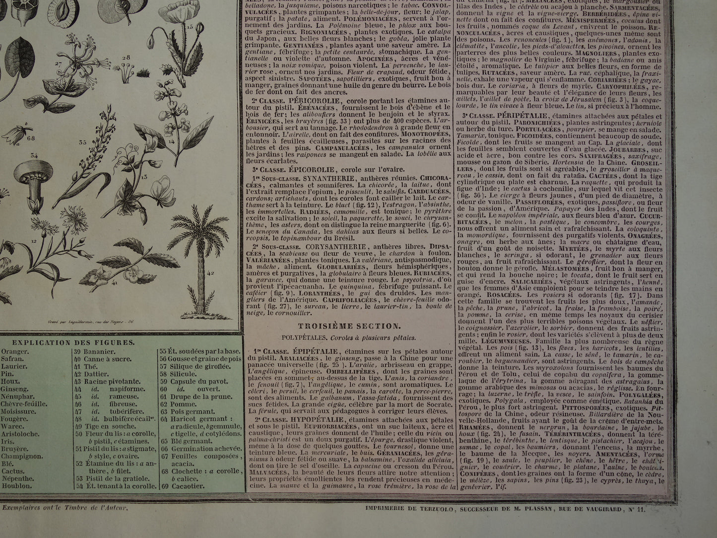 Oude botanische prent planten bloemen bomen Antieke illustratie Vintage print