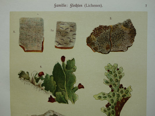 Oude botanische prenten van korstmossen 1911 originele antieke korstmos illustratie vintage Duitse botanie prenten set van 2