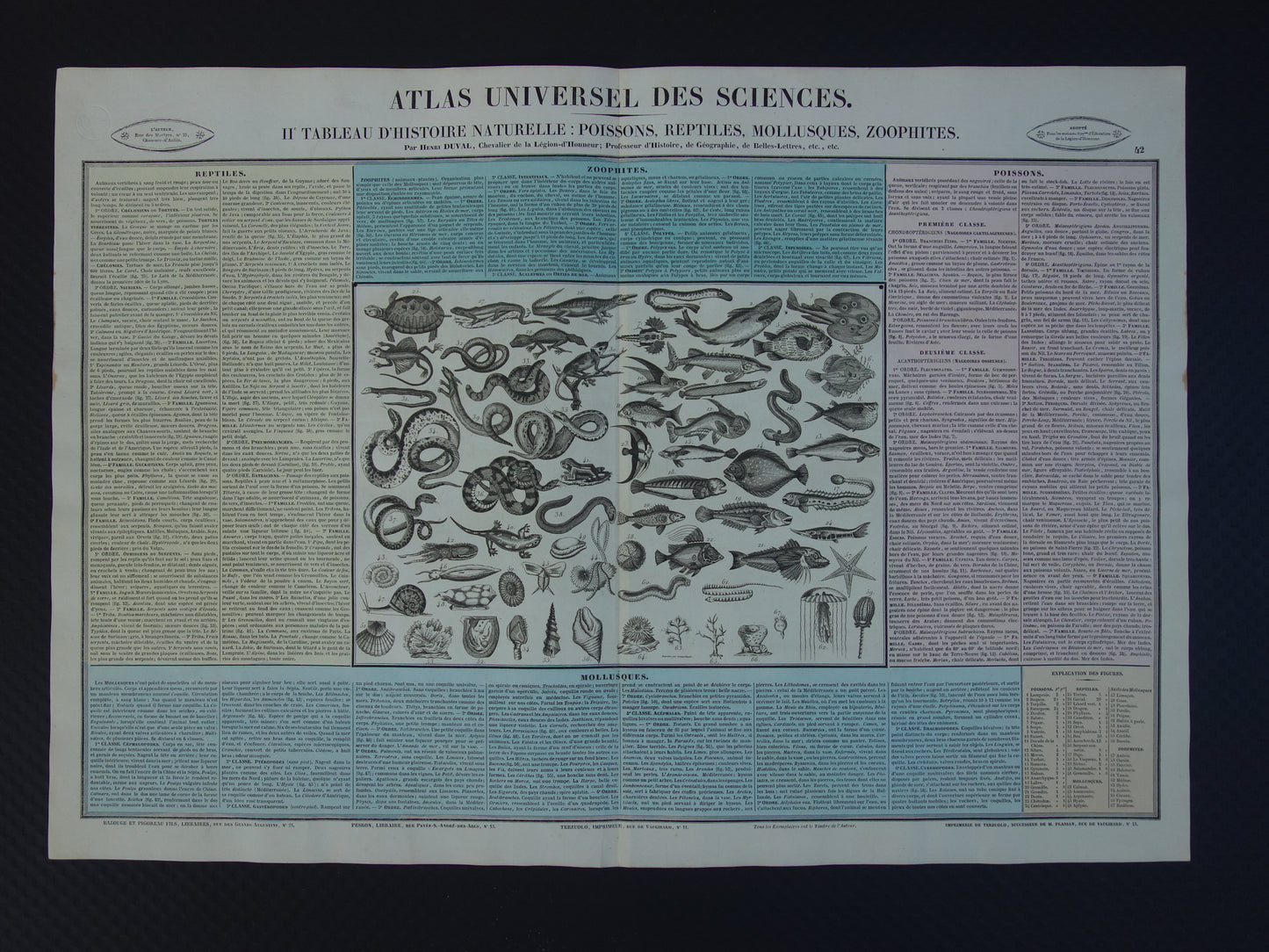 Oude dieren prent Vissen en Reptielen Oude illustratie Vintage print Slangen