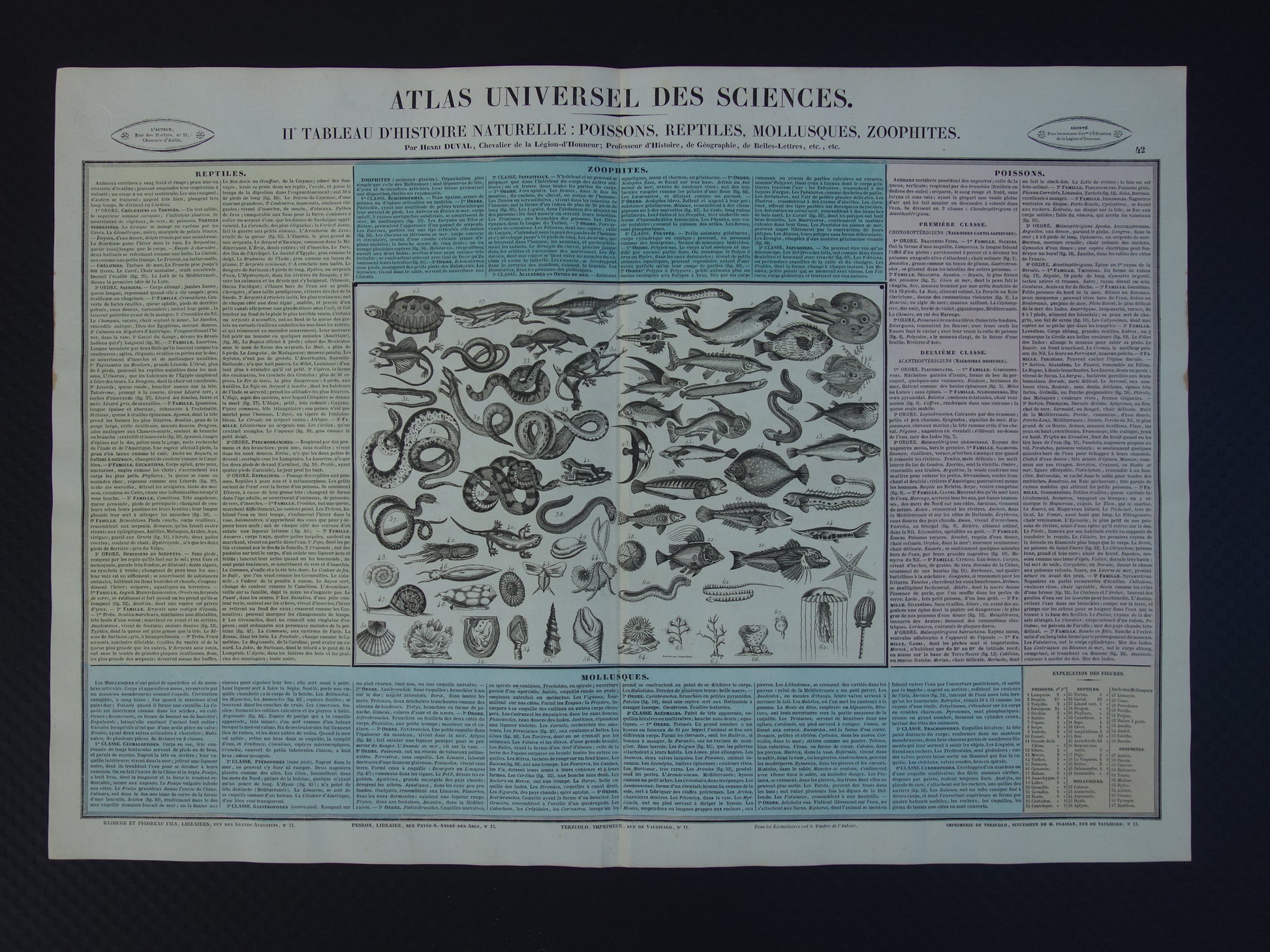 Oude dieren prent Vissen en Reptielen Oude illustratie Vintage print Slangen