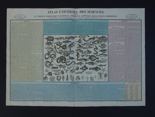 Oude dieren prent Vissen en Reptielen Oude illustratie Vintage print Slangen