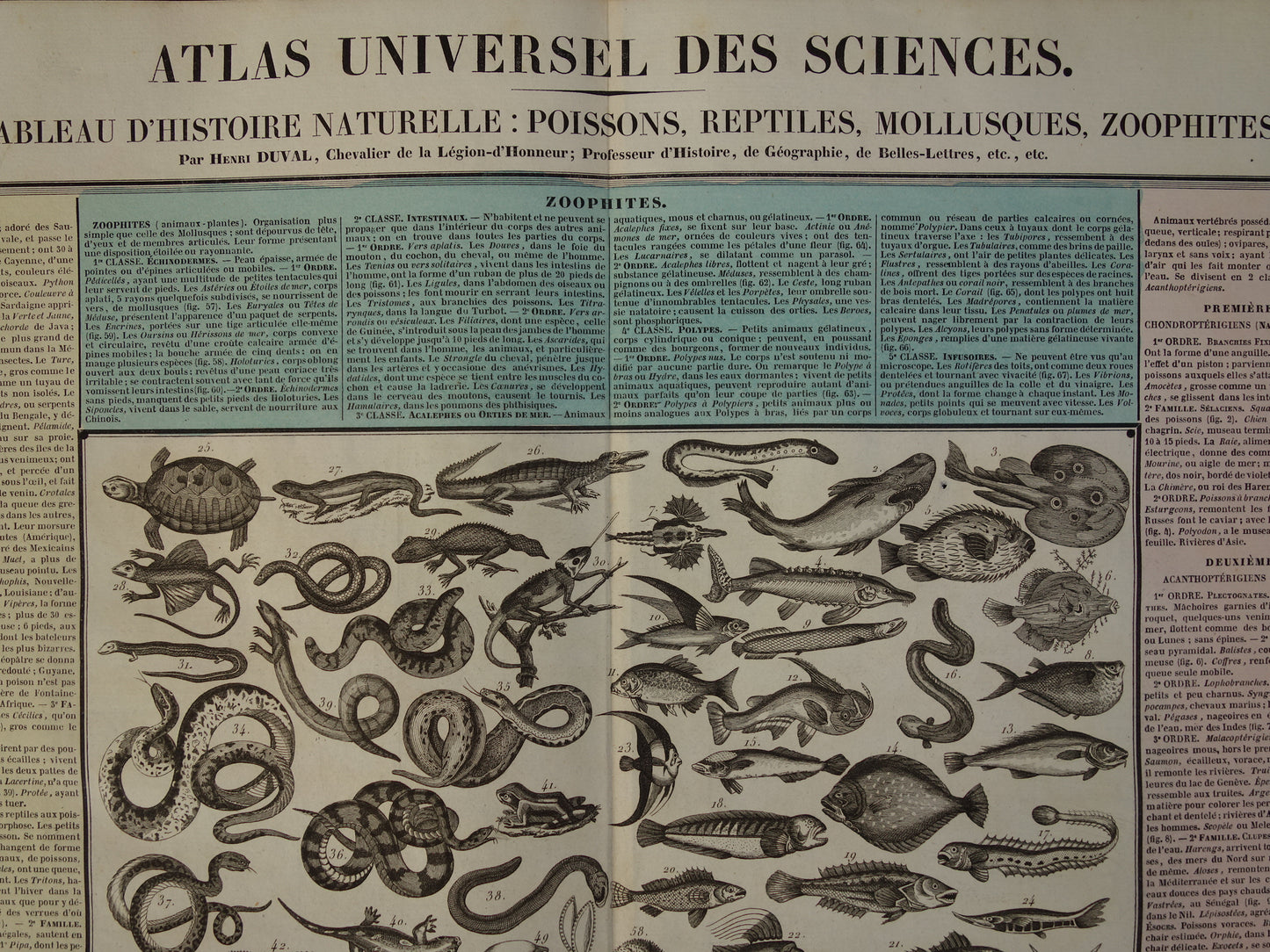  IIe Tableau d'histoire naturelle: poissons, reptiles, mollusques