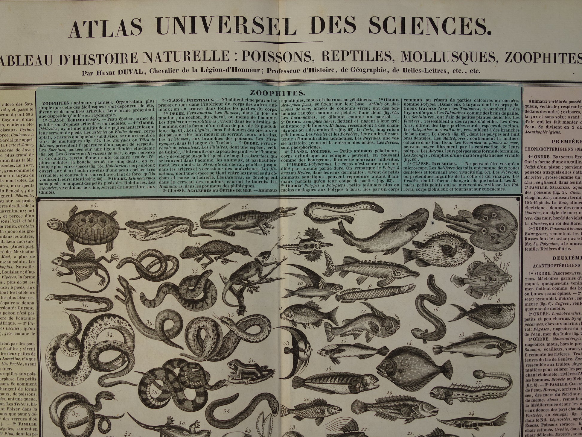  IIe Tableau d'histoire naturelle: poissons, reptiles, mollusques