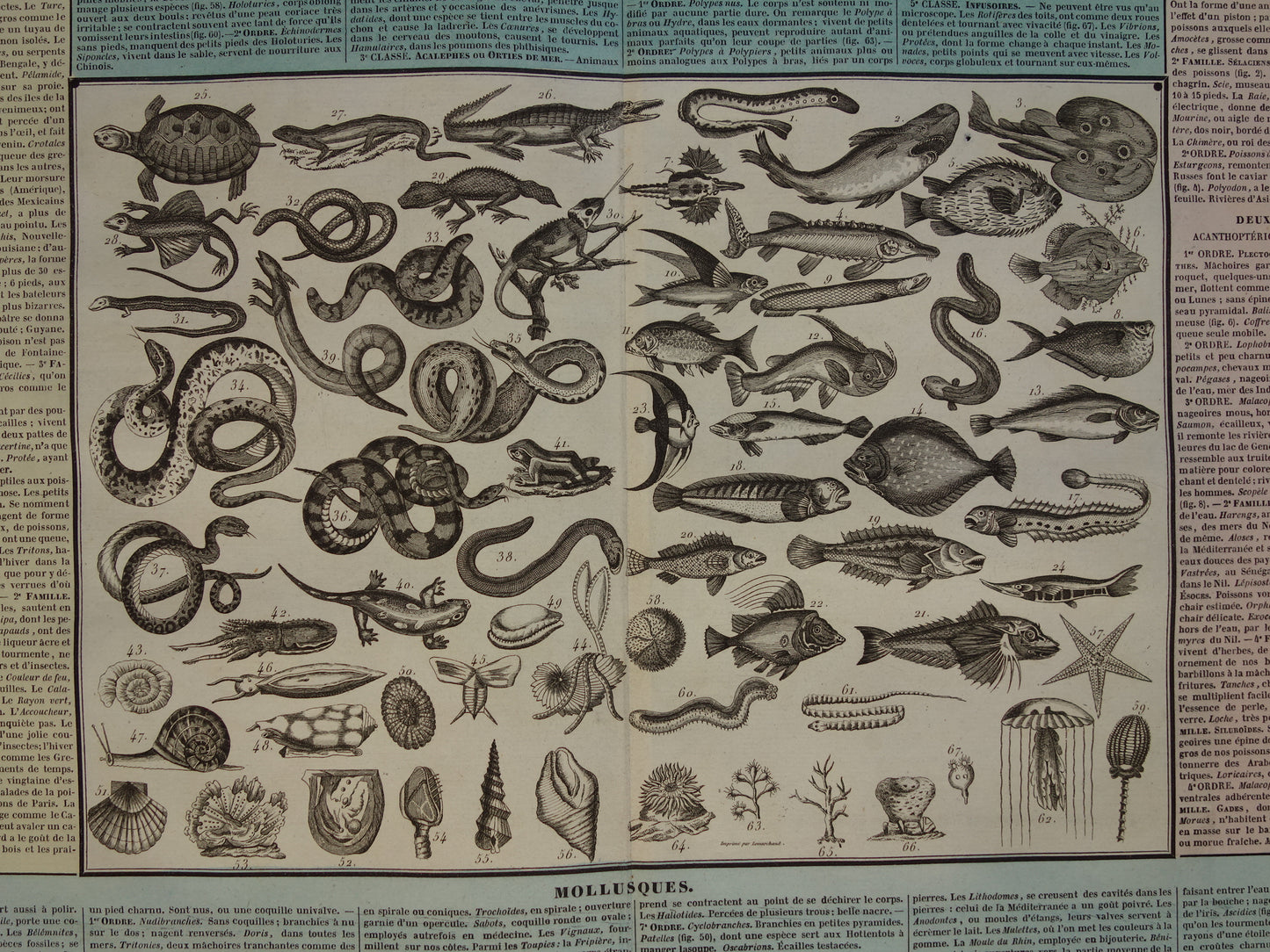 Oude dieren prent Vissen en Reptielen Oude illustratie Vintage print Slangen