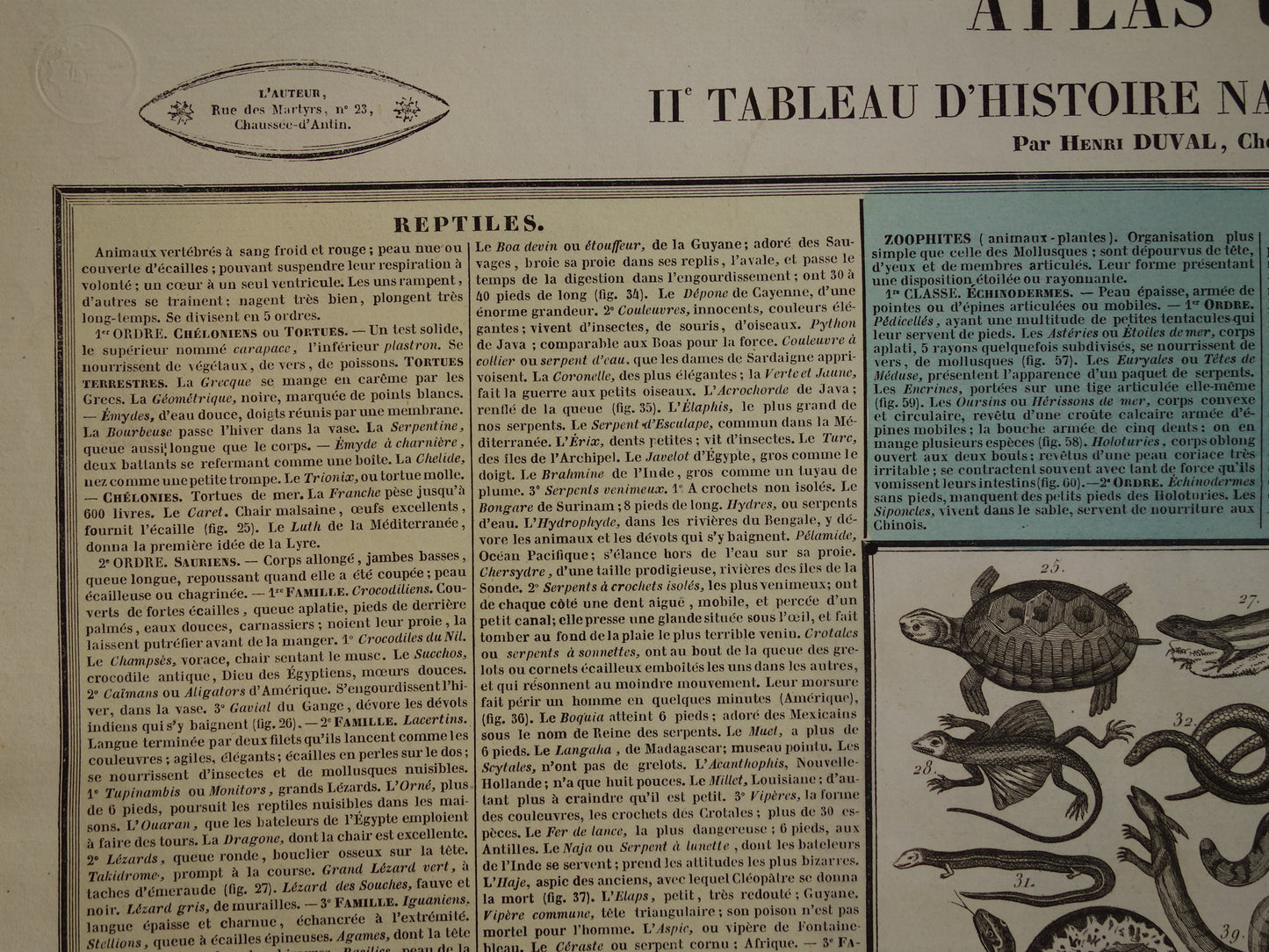 Oude dieren prent Vissen en Reptielen Oude illustratie Vintage print Slangen