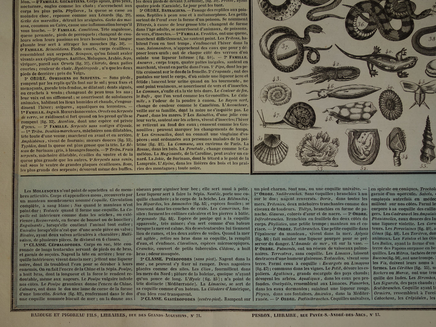 Oude dieren prent Vissen en Reptielen Oude illustratie Vintage print Slangen