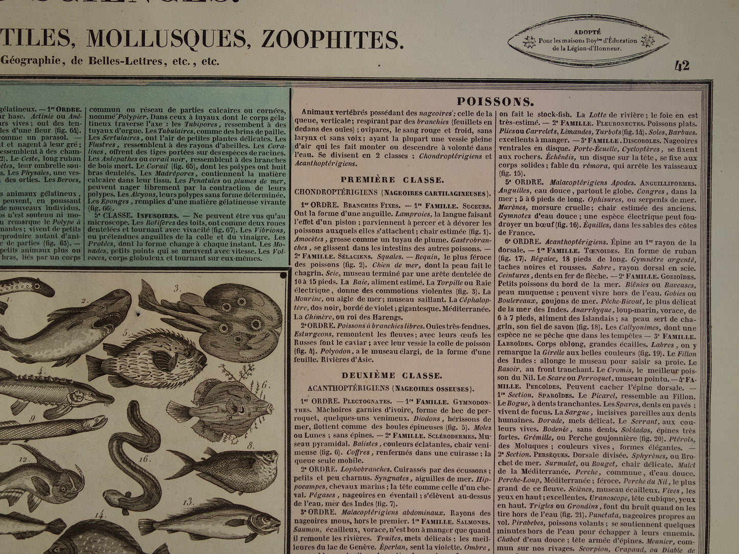 Oude dieren prent Vissen en Reptielen Oude illustratie Vintage print Slangen