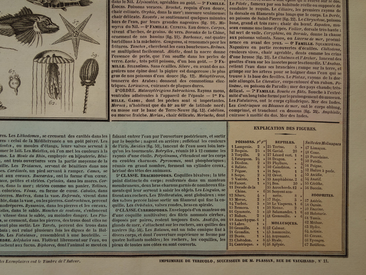 Oude dieren prent Vissen en Reptielen Oude illustratie Vintage print Slangen