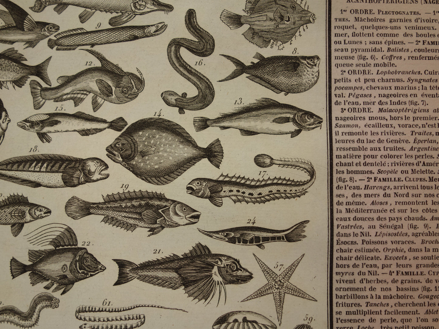 Oude dieren prent Vissen en Reptielen Oude illustratie Vintage print Slangen