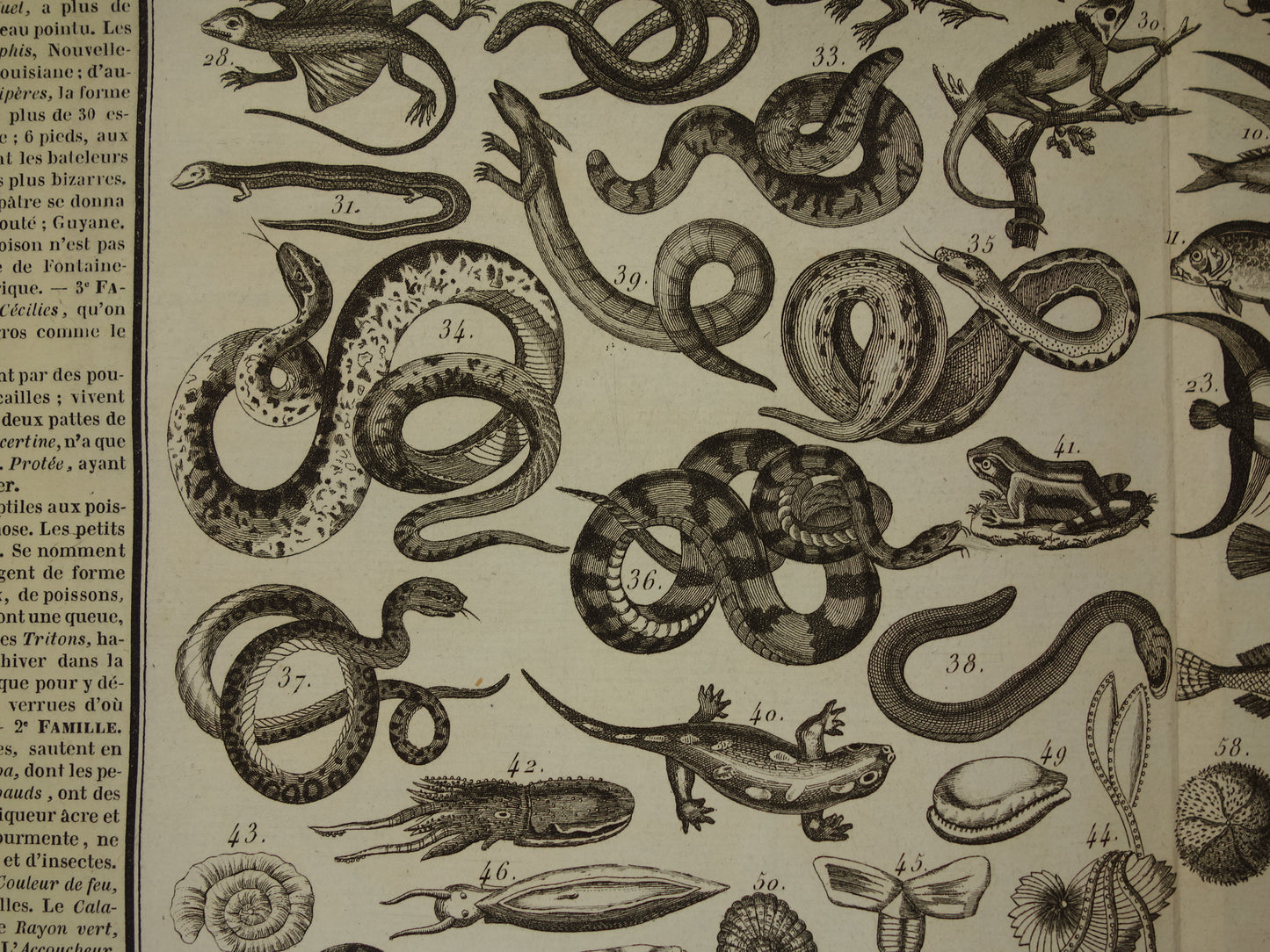 Oude dieren prent Vissen en Reptielen Oude illustratie Vintage print Slangen