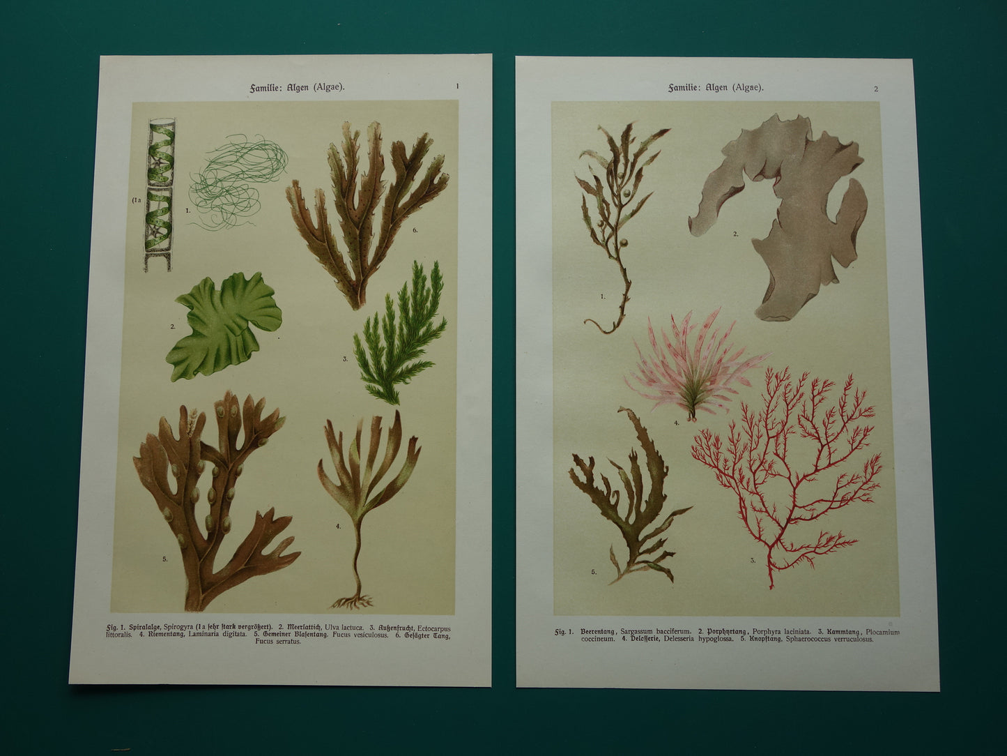ALGEN Oude botanische prenten set van twee 1911 originele antieke illustratie Mossen planten