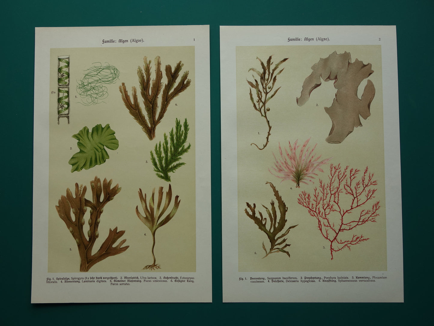 ALGEN Oude botanische prenten set van twee 1911 originele antieke illustratie Mossen planten