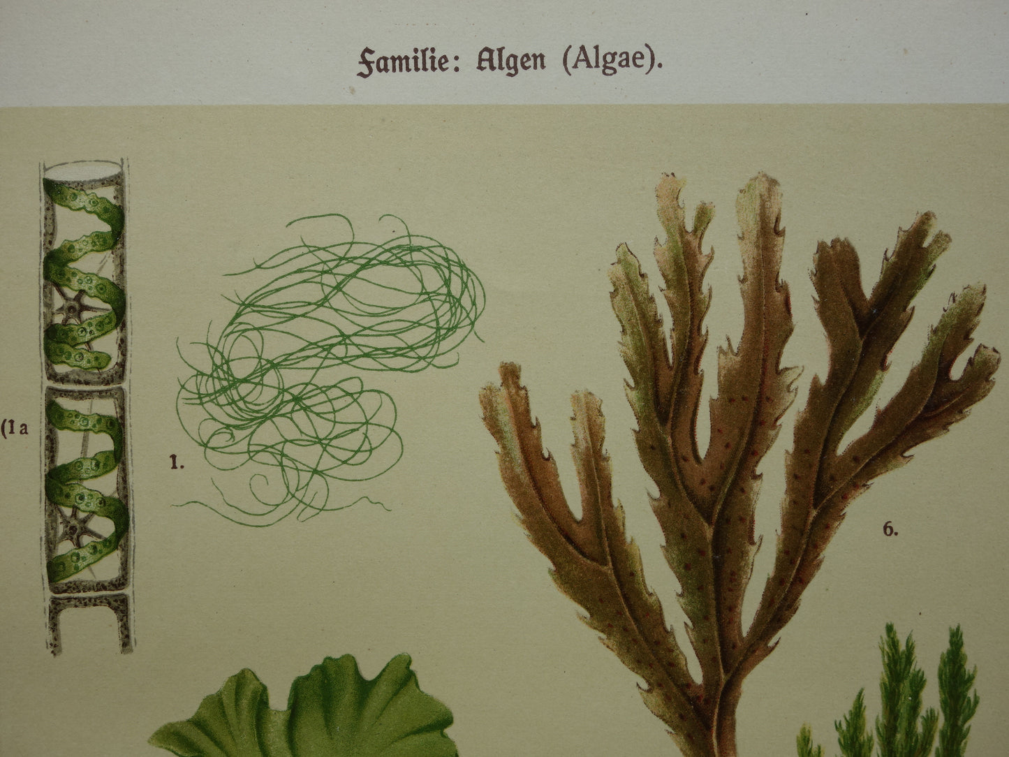ALGEN Oude botanische prenten set van twee 1911 originele antieke illustratie Mossen planten