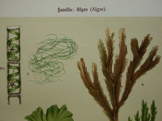 ALGEN Oude botanische prenten set van twee 1911 originele antieke illustratie Mossen planten