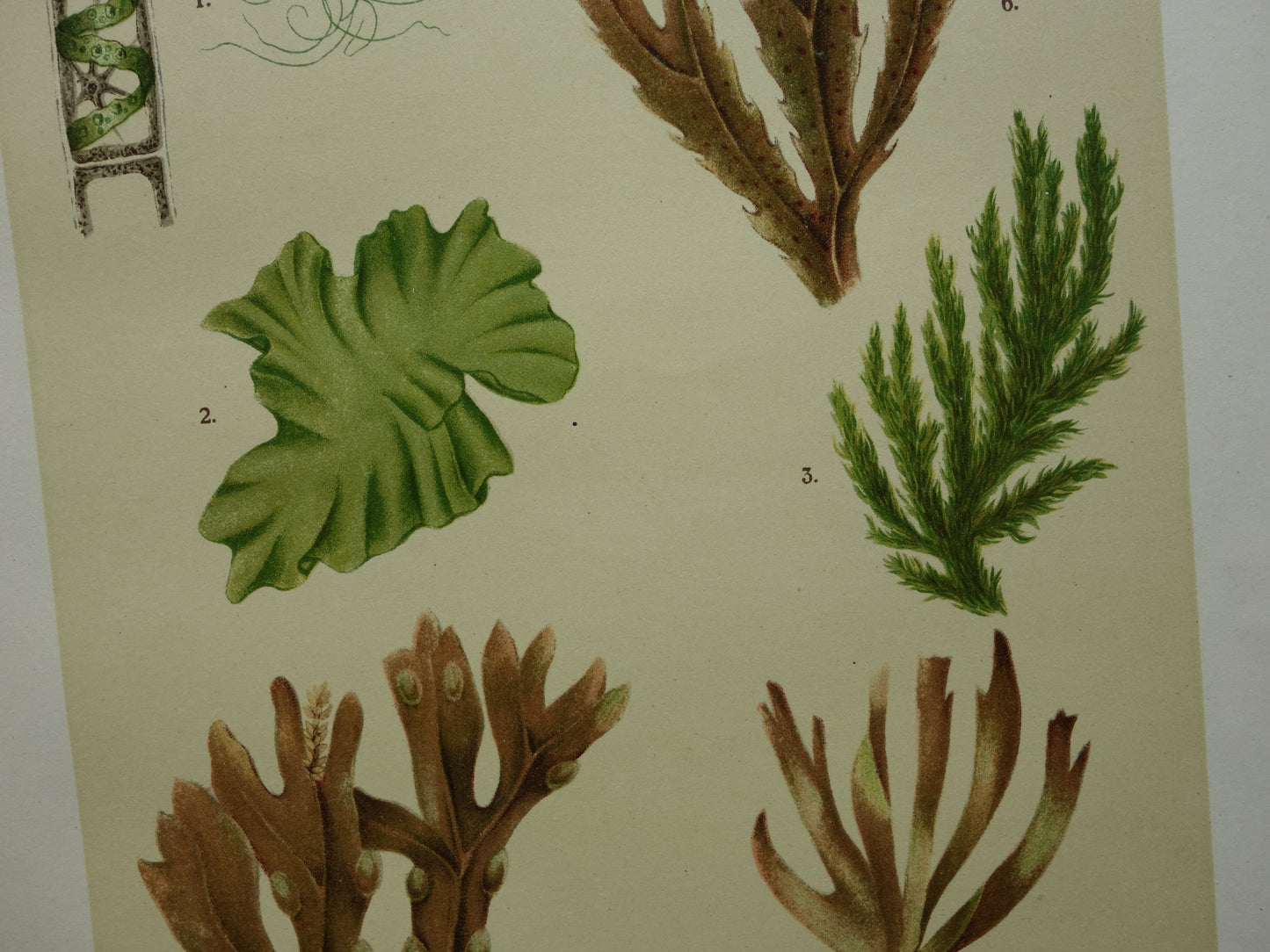 ALGEN Oude botanische prenten set van twee 1911 originele antieke illustratie Mossen planten