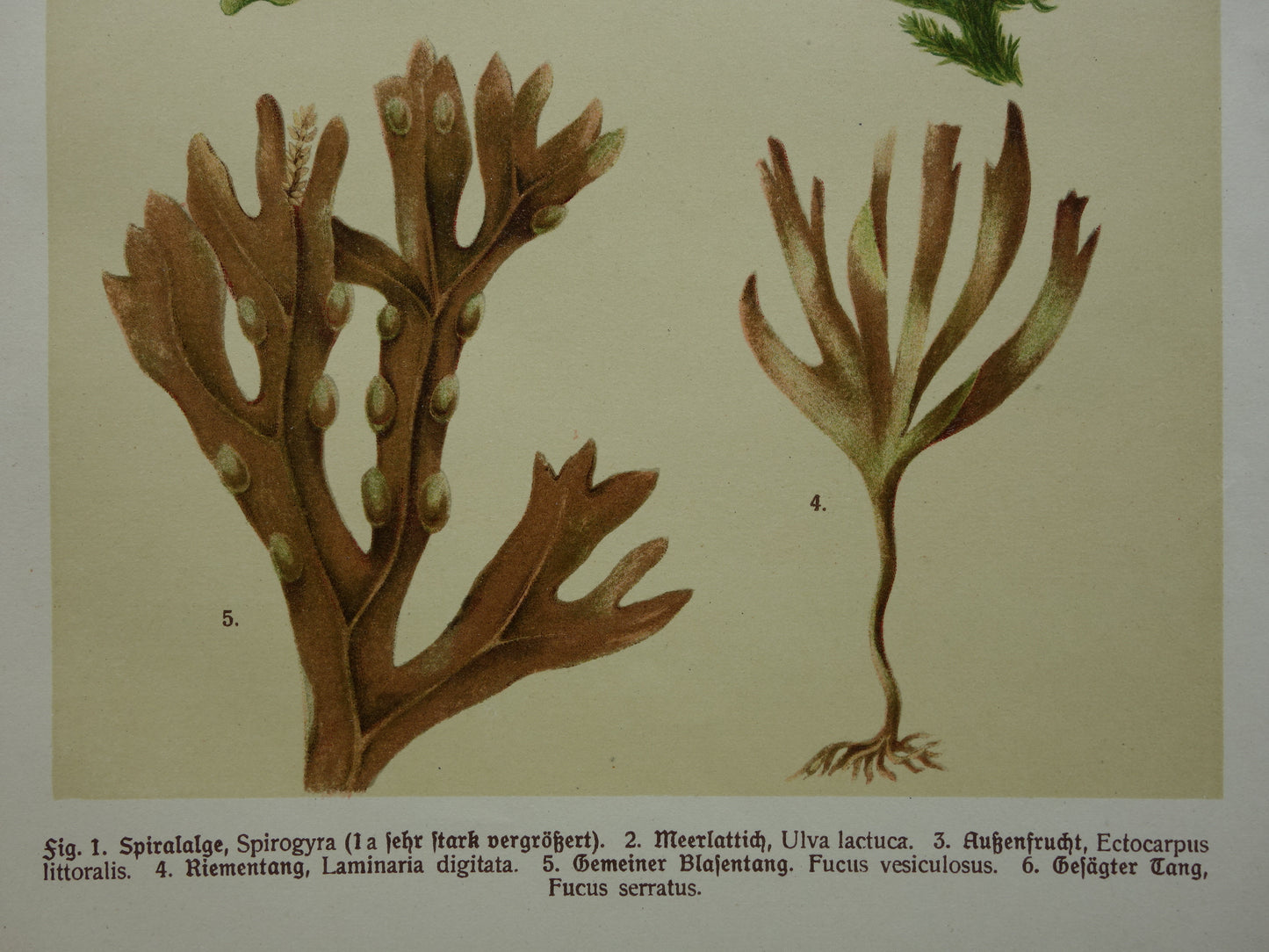 ALGEN Oude botanische prenten set van twee 1911 originele antieke illustratie Mossen planten