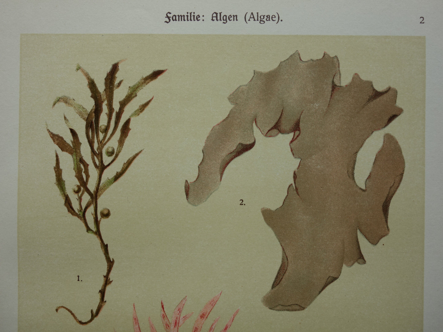 ALGEN Oude botanische prenten set van twee 1911 originele antieke illustratie Mossen planten