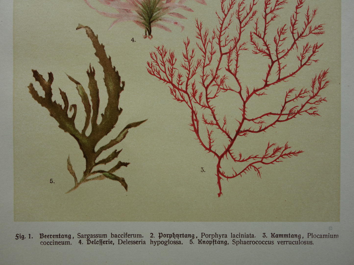 ALGEN Oude botanische prenten set van twee 1911 originele antieke illustratie Mossen planten