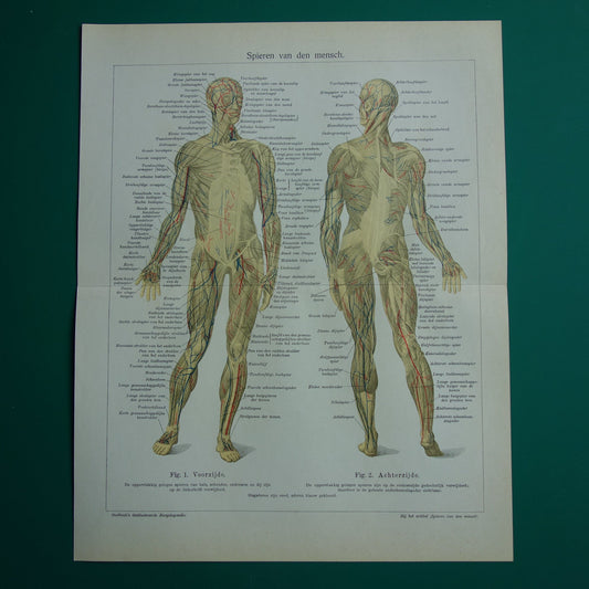 SPIEREN Oude anatomie prent uit 1938 originele vintage anatomische illustratie spier lichaam vintage print