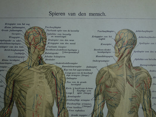 SPIEREN Oude anatomie prent uit 1938 originele vintage anatomische illustratie spier lichaam vintage print