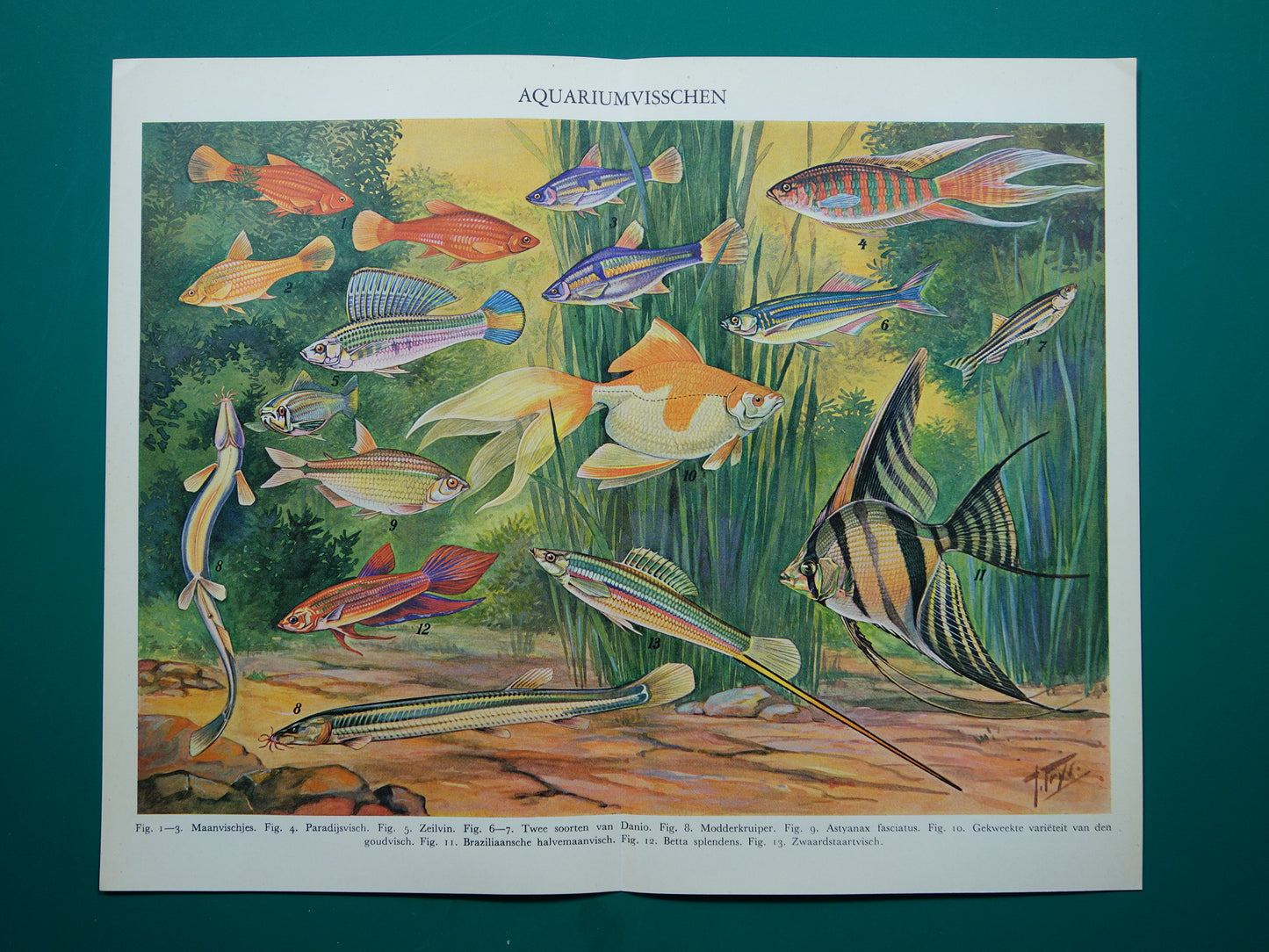 Aquarium Vissen Oude vissen prent uit het jaar 1932 originele vintage illustratie