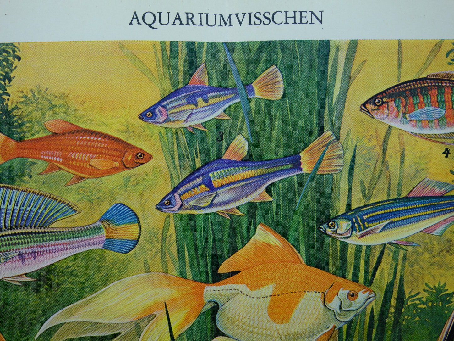 Aquarium Vissen Oude vissen prent uit het jaar 1932 originele vintage illustratie