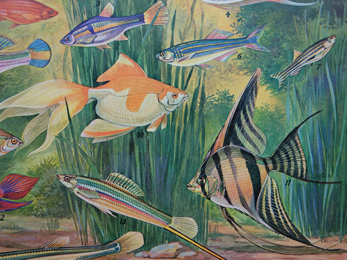 Aquarium Vissen Oude vissen prent uit het jaar 1932 originele vintage illustratie