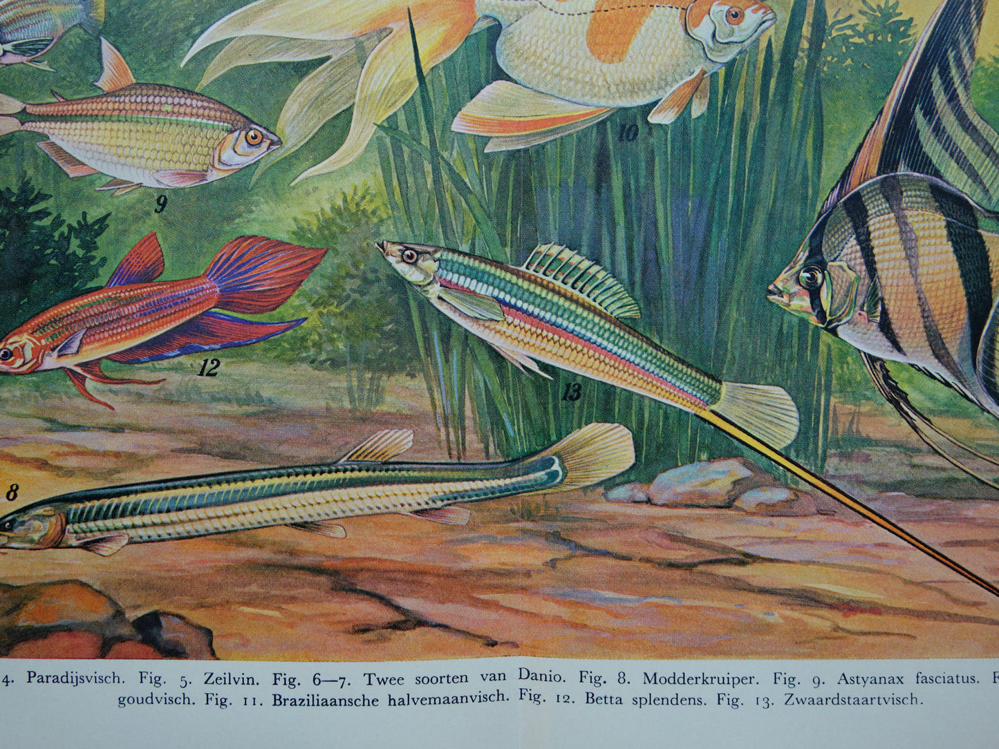 Aquarium Vissen Oude vissen prent uit het jaar 1932 originele vintage illustratie