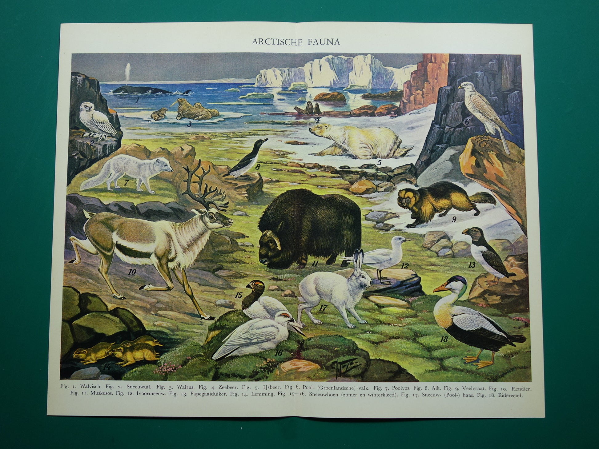 Oude prent van Ijsbeer Sneeuwuil Walrus originele antieke dieren illustratie Arctische Fauna vintage print poster