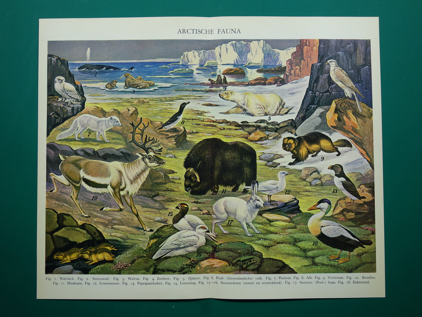 Oude prent van Ijsbeer Sneeuwuil Walrus originele antieke dieren illustratie Arctische Fauna vintage print poster