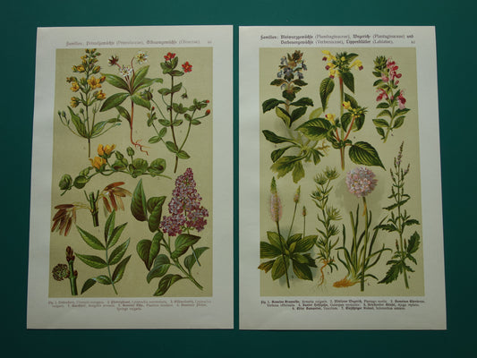 Oude botanische prenten set van twee 1911 originele antieke illustratie gele en roze bloemen planten