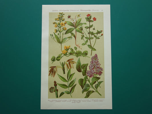 Oude botanische prenten set van twee 1911 originele antieke illustratie gele en roze bloemen planten