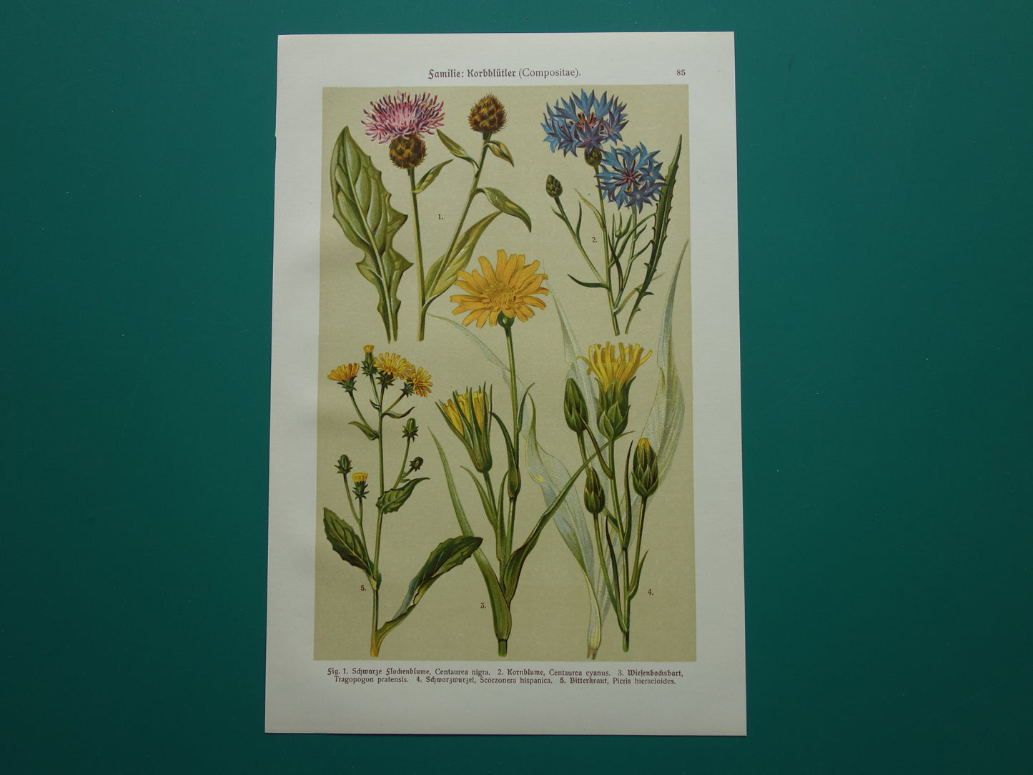 Oude botanische prent Korenbloem Bitterkruid originele antieke illustratie Schorseneer botanie prenten bloemen