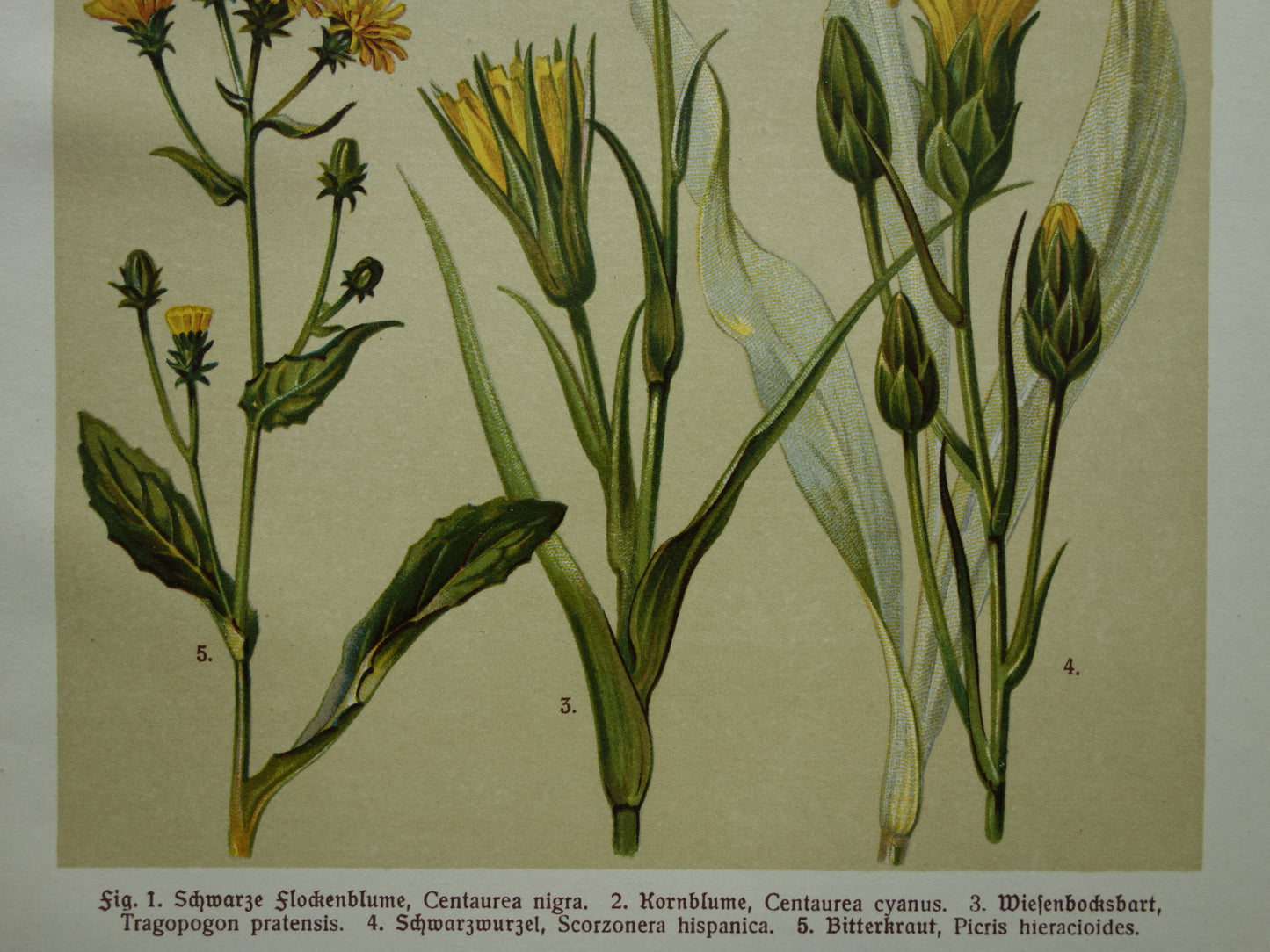 Oude botanische prent Korenbloem Bitterkruid originele antieke illustratie Schorseneer botanie prenten bloemen
