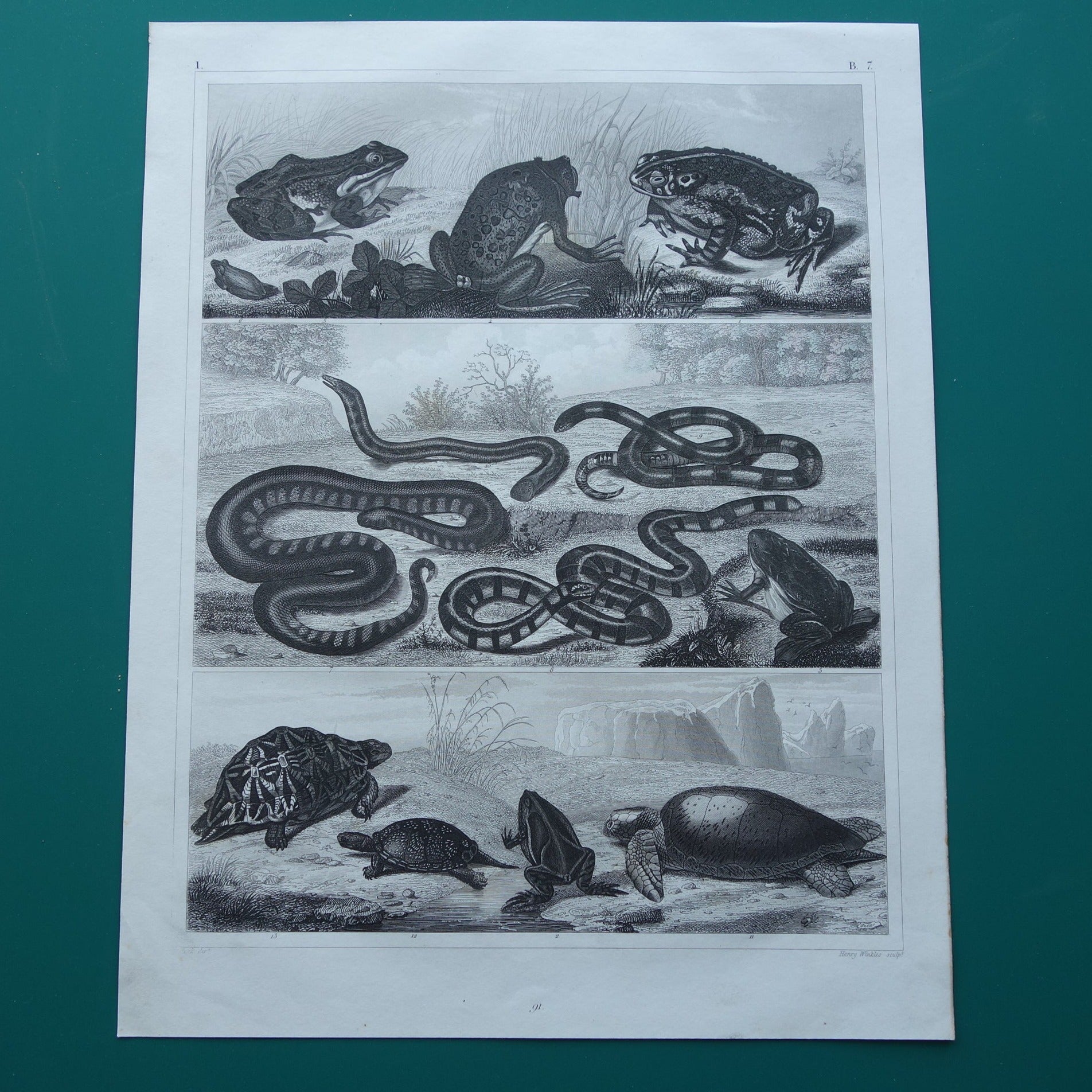 Kikker Slang Schildpad oude reptielen prent uit het jaar 1849 originele antieke Kikkers Padden Slangen illustratie vintage prints